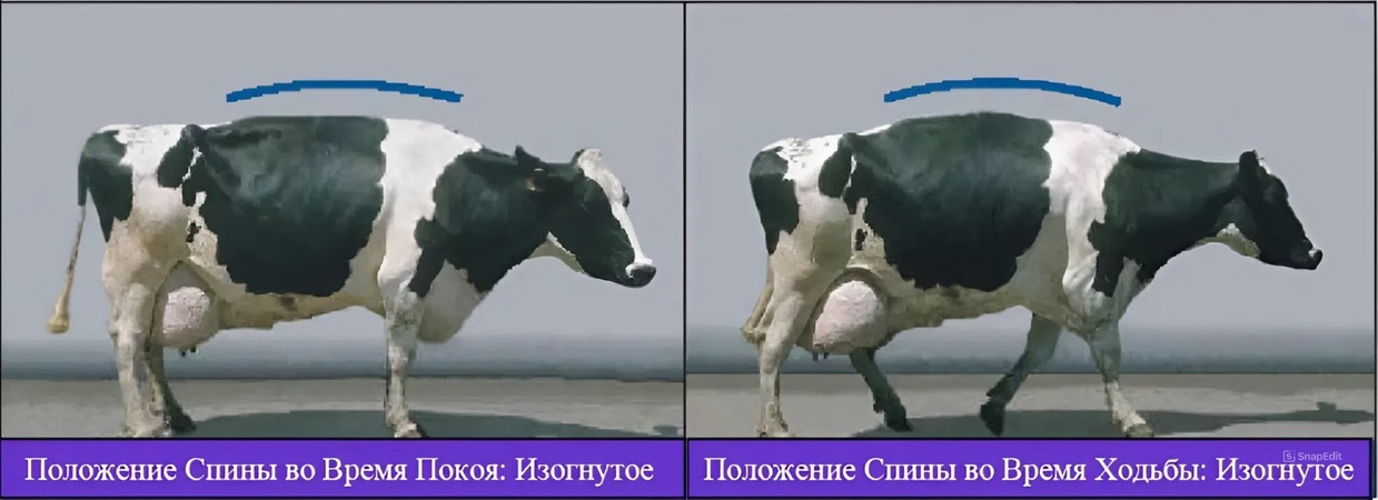 Как увеличить количество молока на ферме