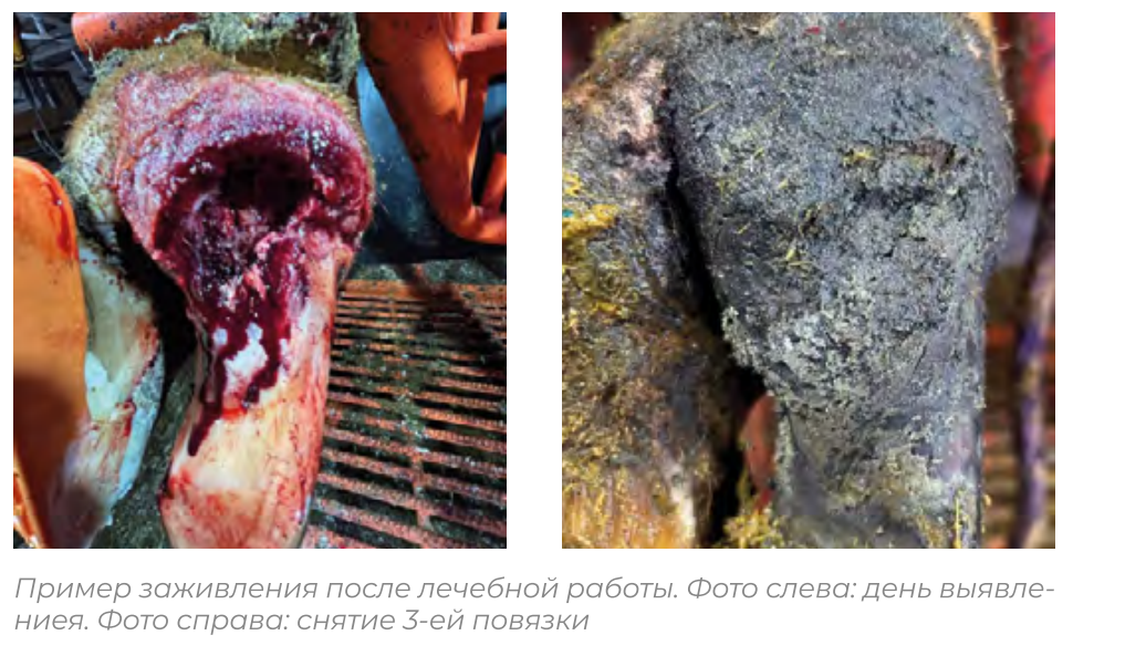 ПОГОВОРИМ О ПЛАНАХ. РЕГУЛЯРНОСТИ. И КОПЫТАХ.