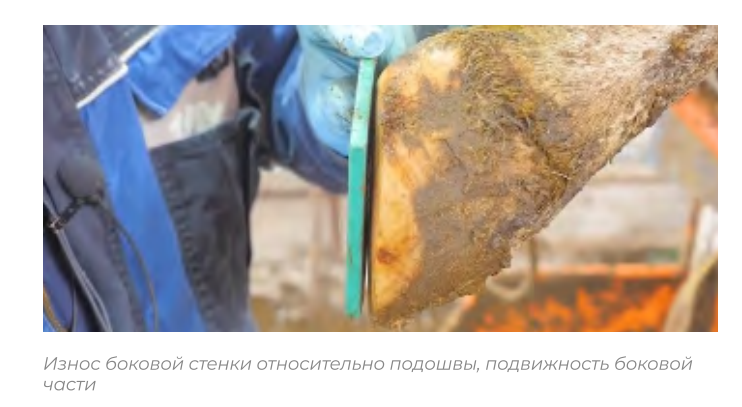 ОТ ЗЕМЛИ К БЕТОНУ: КАК ПОКРЫТИЕ ВЛИЯЕТ НА ЗДОРОВЬЕ КОРОВЫ