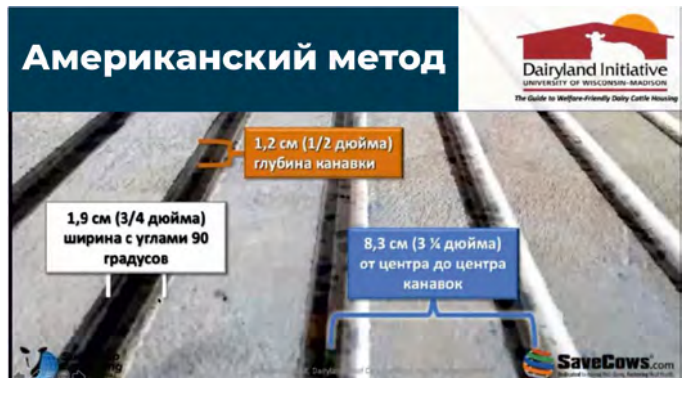 ОТ ЗЕМЛИ К БЕТОНУ: КАК ПОКРЫТИЕ ВЛИЯЕТ НА ЗДОРОВЬЕ КОРОВЫ
