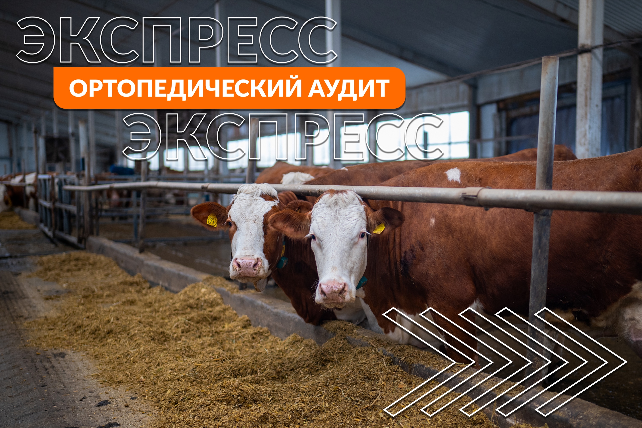 Наша новая услуга — Экспресс-аудит!